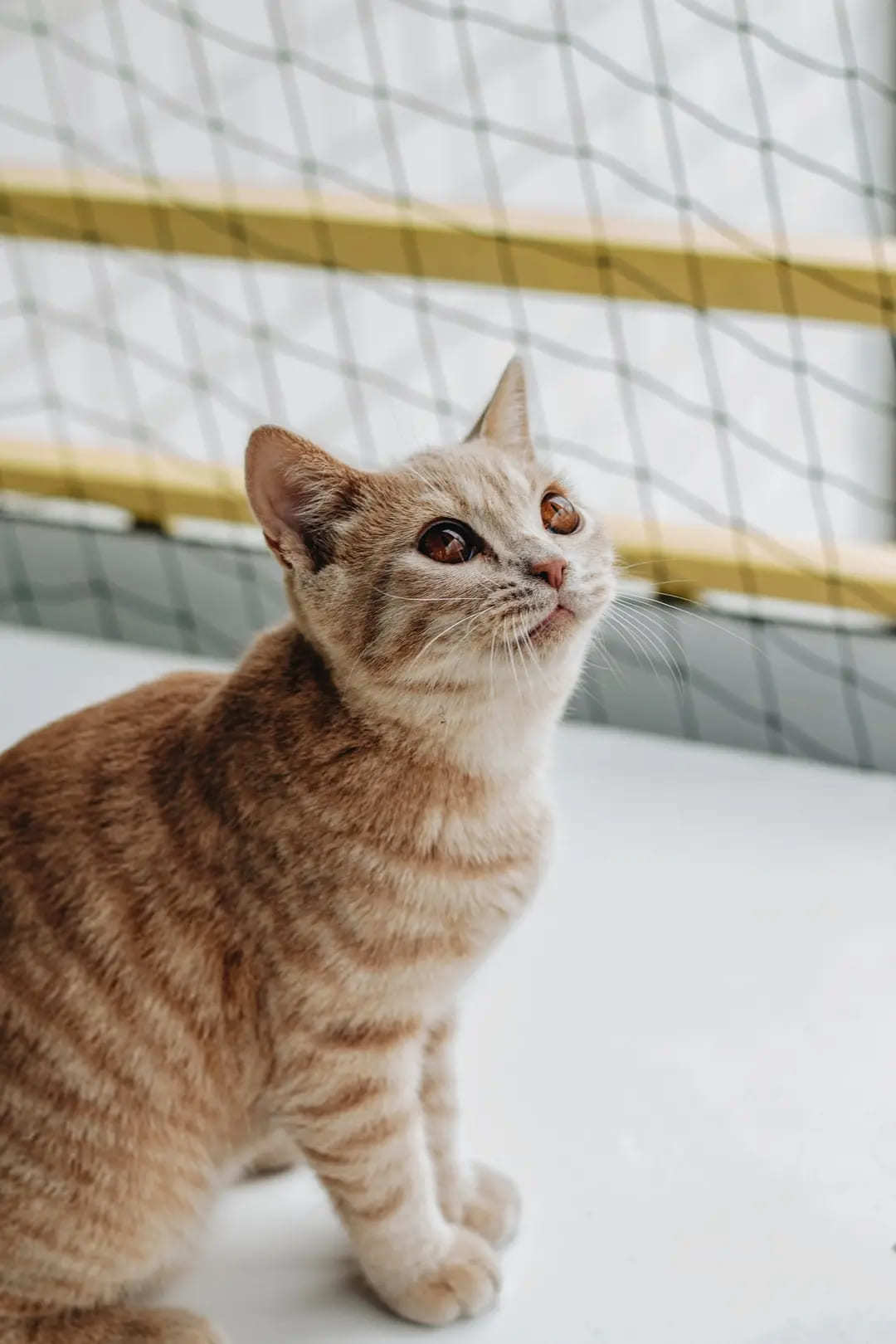 【2024年最新】猫の名前ランキングTOP10！オス・メス別でご紹介