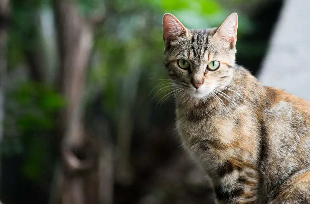 【2024年最新】猫の名前ランキングTOP10！オス・メス別でご紹介