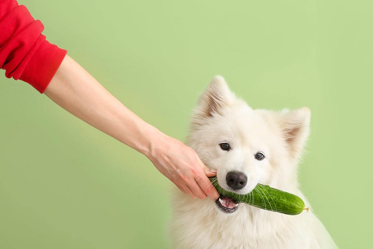 「夏の体調管理」と「愛犬も食べられる夏野菜」