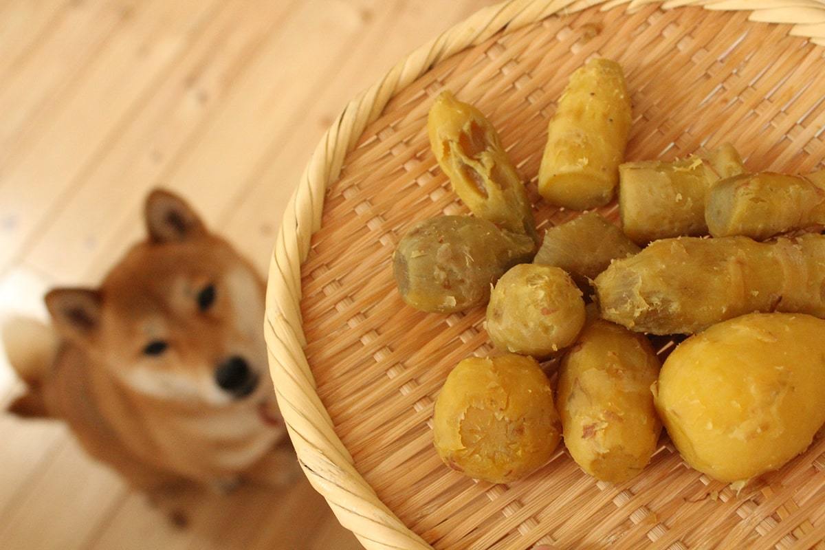 愛犬も食べられる秋の食材（野菜・果物）