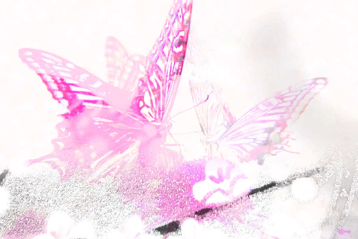 白い蝶のスピリチュアルな意味は天の加護？蝶が伝える幸運メッセージ