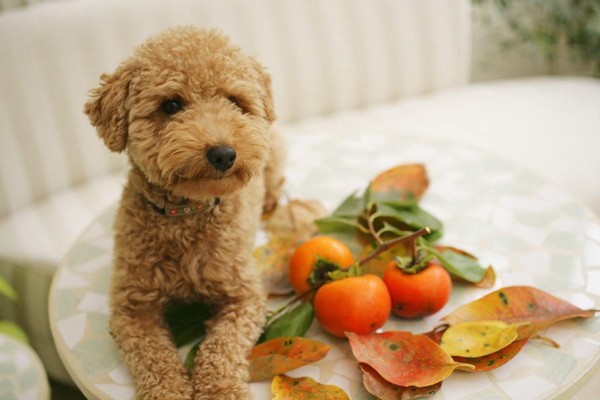 愛犬も食べられる秋の食材（野菜・果物）