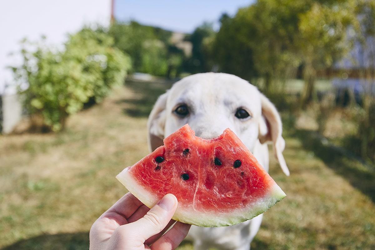 「夏の体調管理」と「愛犬も食べられる夏野菜」