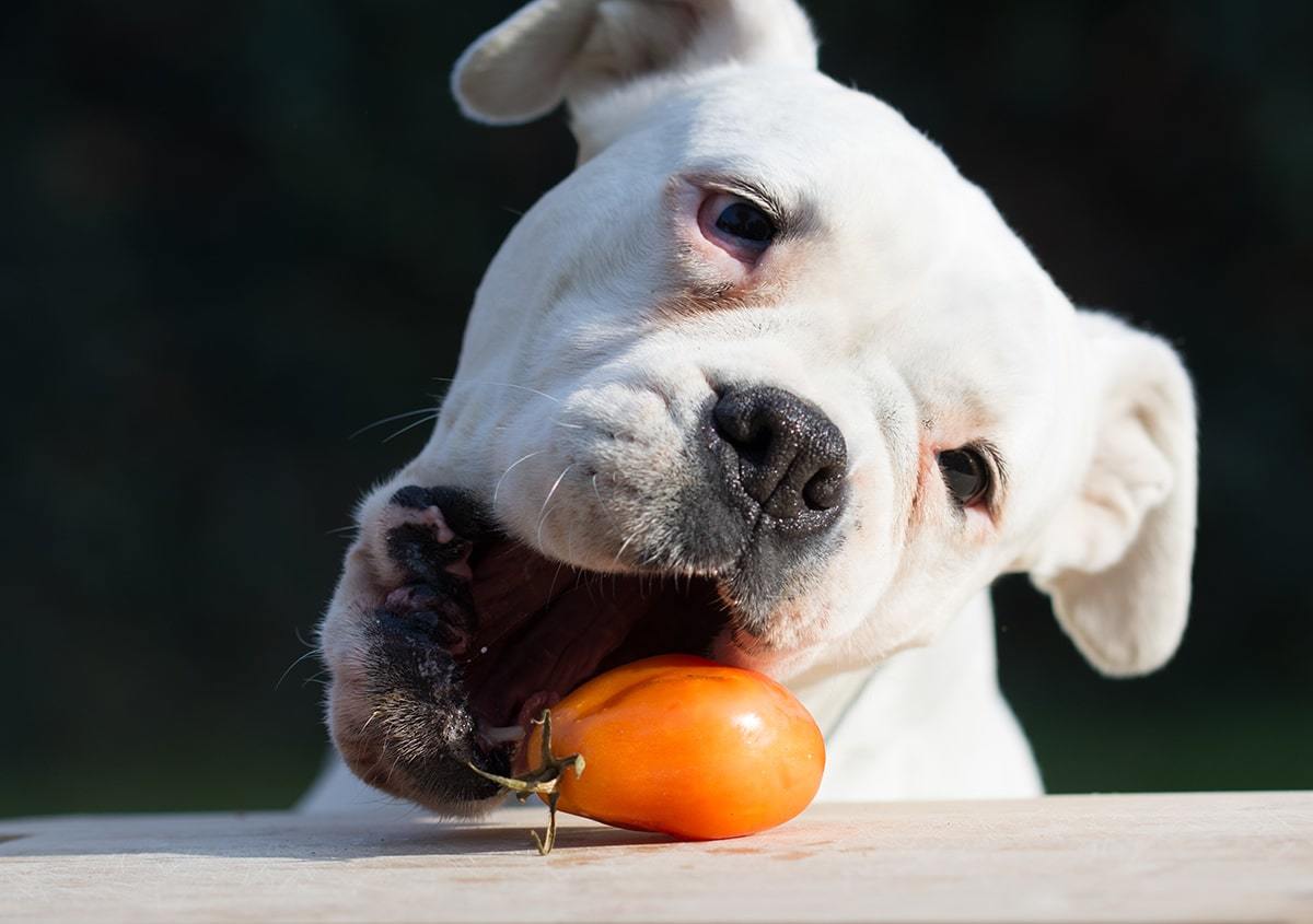 「夏の体調管理」と「愛犬も食べられる夏野菜」