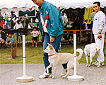 【獣医師監修】犬と遊ぼう 呼び寄せ