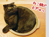 気になる多頭飼い大調査！ みんなで仲良く暮らすには？