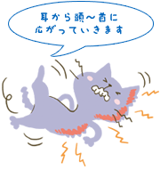 症状から見つける猫の病気「かゆがる」