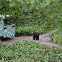 北海道サホロベア・マウンテンでヒグマと2ショットを撮ろう!