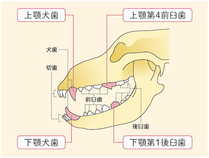 おしえて!獣医師さん!『犬のデンタルケア』