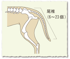 犬の「しっぽ」のこと、どこまで知ってる？【犬のからだセミナー　しっぽ編】