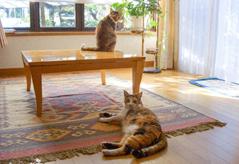 【連載コラム】シニア犬・シニア猫と暮らす　Vol.5