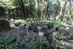 植物の宝庫【筑波実験植物園】！歩いていける絶品ランチ＆パン屋も紹介3.jpg