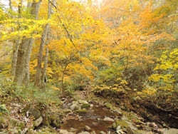 【岐阜:飛騨】紅葉と滝の絶景！「宇津江四十八滝」1.jpg