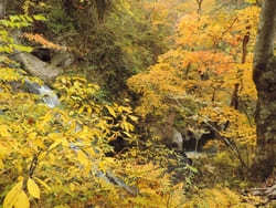 【岐阜:飛騨】紅葉と滝の絶景！「宇津江四十八滝」1.jpg