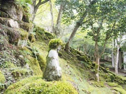 【兵庫】「高源寺」の天目カエデの青に埋もれる！秋には美しい紅葉も1.jpg