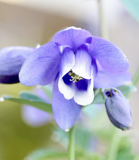 【専門家監修】食べたら即死？！猫にとって危険な植物とは？