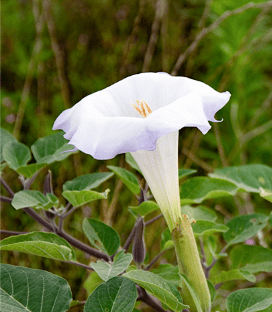 【専門家監修】食べたら即死？！猫にとって危険な植物とは？