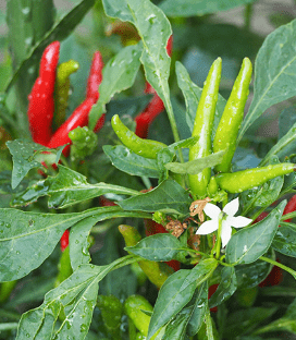 【専門家監修】食べたら即死？！猫にとって危険な植物とは？