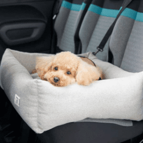 【専門家監修】今日はどこへ行こうか　愛犬との快適ドライブを叶えるための3つのポイントとおすすめドライブグッズを紹介