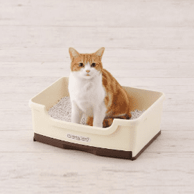 【専門家監修】子猫のトイレのしつけ方・選び方・置き方は？それぞれのポイントや注意点を解説