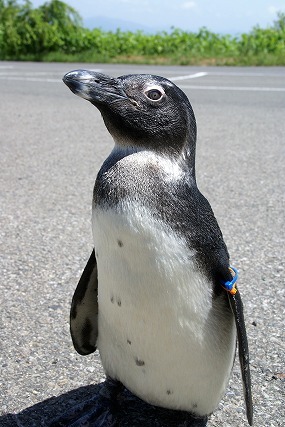 【割引あり】東北サファリパークの魅力を徹底解剖！動物たちのショーやエサやり、食事情報まで