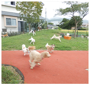 日本聴導犬協会へ取材に行ってきました！