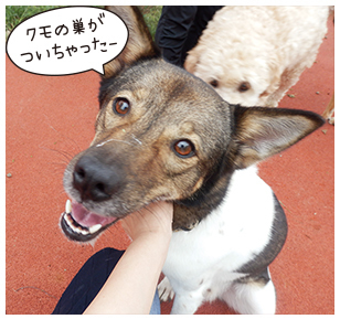 日本聴導犬協会へ取材に行ってきました！