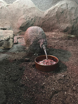 【ここでしか会えない動物たちも！】天王寺動物園でかわいい動物たちに癒される