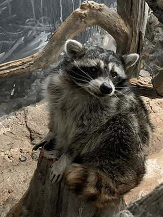 【ここでしか会えない動物たちも！】天王寺動物園でかわいい動物たちに癒される