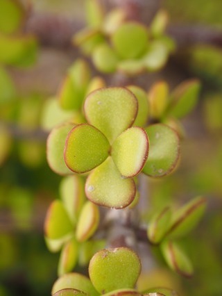 開運や風水に良い観葉植物15選！寝室や玄関のどこに置いたら良い？