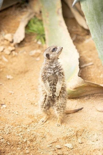 かわいい動物から絶叫アトラクションまで！楽しさ山盛りの「姫路セントラルパーク」を遊び尽そう