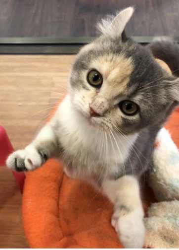 ソファの背もたれで、ぐたぁ〜っとする猫・ラズちゃんが愛くるしい。飼い主さんを取材