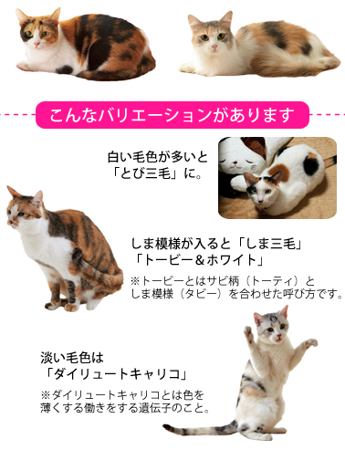 猫の毛色＆毛柄はふしぎ！