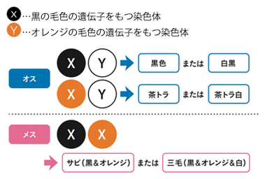 猫の毛色＆毛柄はふしぎ！