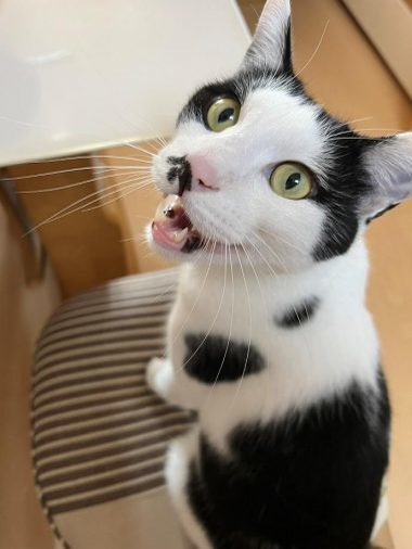 猫カフェで一匹の子猫と“運命の出会い”。同居犬とはなぜか師弟関係に!?