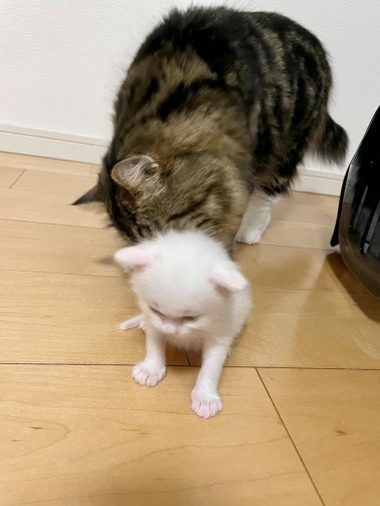 雨の日に捨てられていた白猫・マオくん。“ずっとのおうち”を手に入れるまで