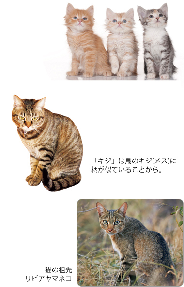 猫の毛色＆毛柄はふしぎ！