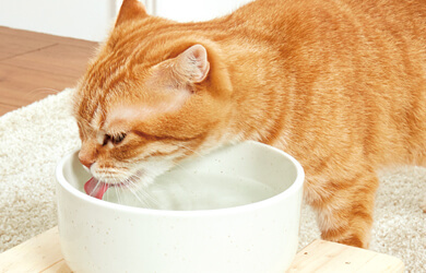 猫がよろこぶ飲み水＆トイレって？