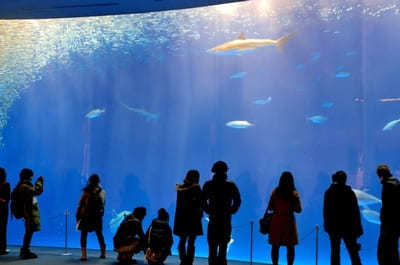 愛知の人気水族館TOP6！県内の水族館をランキングで一挙紹介1.jpg