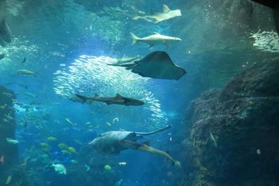 水族館デートに誘う男性心理は？付き合う前の誘いは脈あり？モテるコツもご紹介