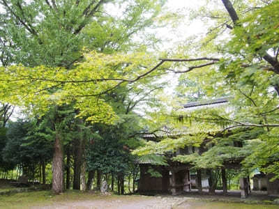 【兵庫】「高源寺」の天目カエデの青に埋もれる！秋には美しい紅葉も1.jpg