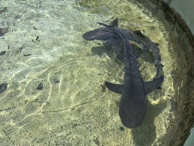 【八重山・黒島観光】サメに餌やり？！見て触って体験出来る黒島研究所が面白すぎる！！1.jpg