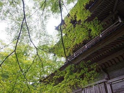 【兵庫】「高源寺」の天目カエデの青に埋もれる！秋には美しい紅葉も1.jpg