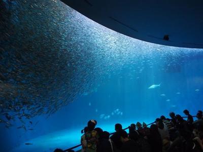 水族館デートに誘う男性心理は？付き合う前の誘いは脈あり？モテるコツもご紹介