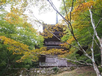 【兵庫】「高源寺」の天目カエデの青に埋もれる！秋には美しい紅葉も1.jpg