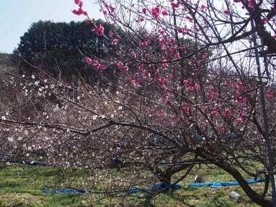 【和歌山】南部梅林で冬のハイキング！限定とろとろ「いももち」食べ歩き1.jpg