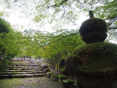 【兵庫】「高源寺」の天目カエデの青に埋もれる！秋には美しい紅葉も1.jpg