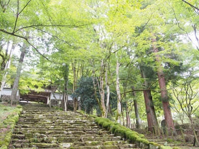 【兵庫】「高源寺」の天目カエデの青に埋もれる！秋には美しい紅葉も1.jpg