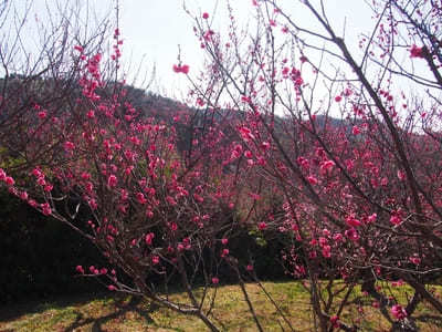 【和歌山】南部梅林で冬のハイキング！限定とろとろ「いももち」食べ歩き1.jpg