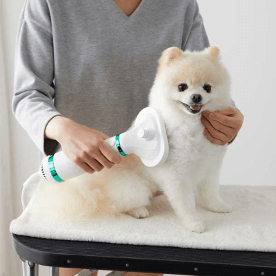 【トリマー監修】おすすめの犬用ドライヤー紹介!乾かし方や選び方を解説!
